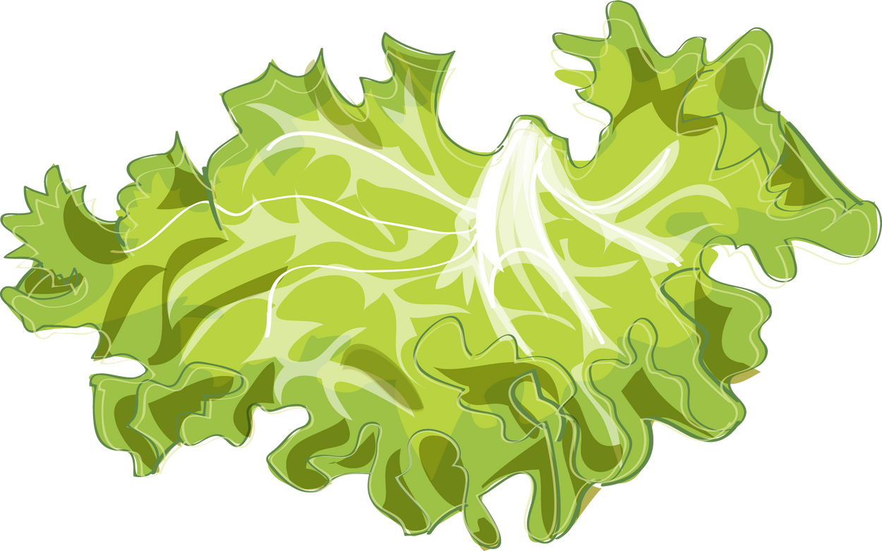 Fresh Lettuce Illustration